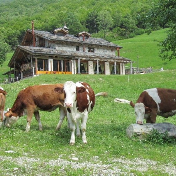 Ristorante Agrifoglio